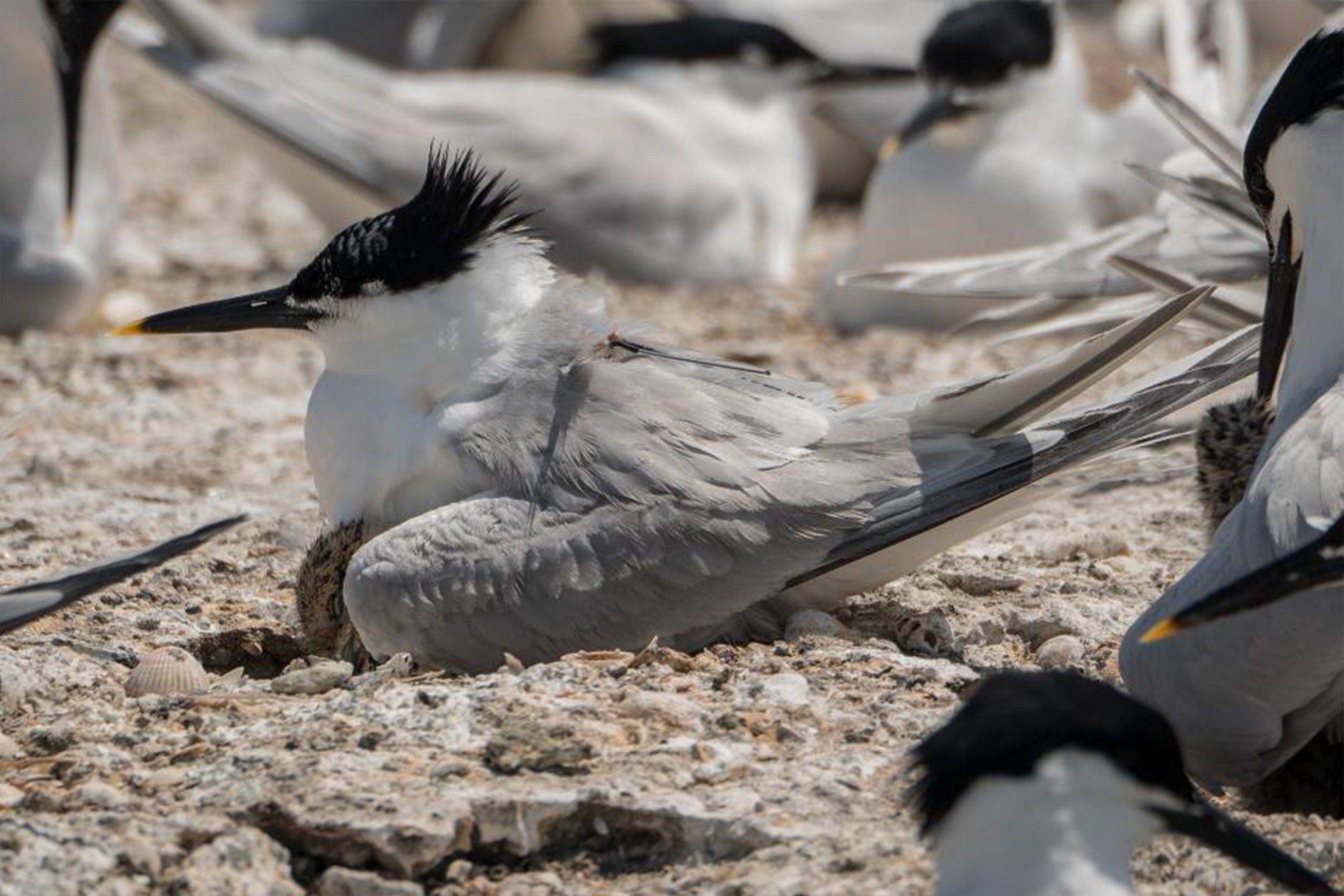 Photo d'un sterne gaucek , sujet de l'étude sur la biodiversité autour des futurs parcs éoliens offshore en Méditerranée de Qair